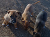 Try / Zap puppies