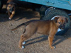 Try / Zap puppies