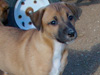Try / Zap puppies
