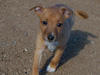 Try / Zap puppies