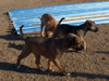Try / Zap puppies