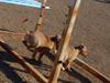 Try / Zap puppies