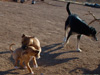 Try / Zap puppies
