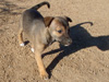 Try / Zap puppies