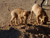 Try / Zap puppies