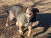 Try / Zap puppies