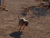 Try / Zap puppies