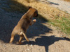 Try / Zap puppies