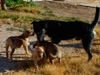 Try / Zap puppies