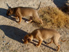 Try / Zap puppies