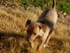 Try / Zap puppies