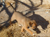 Try / Zap puppies