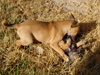 Try / Zap puppies