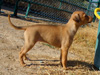 Try / Zap puppies