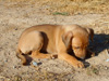 Try / Zap puppies