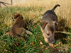 Try / Zap puppies