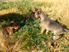 Try / Zap puppies