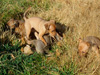 Try / Zap puppies