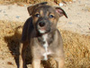 Try / Zap puppies