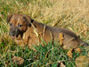 Try / Zap puppies