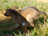 Try / Zap puppies
