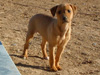 Try / Zap puppies