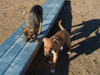 Try / Zap puppies