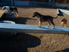 Try / Zap puppies
