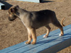 Try / Zap puppies