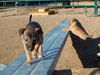 Try / Zap puppies
