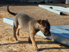 Try / Zap puppies