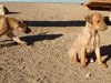 Try / Zap puppies