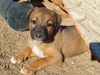 Try / Zap puppies