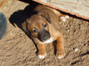 Try / Zap puppies