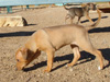Try / Zap puppies