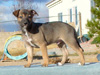 Try / Zap puppies