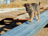 Try / Zap puppies
