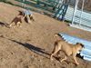 Try / Zap puppies