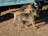 Try / Zap puppies