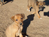 Try / Zap puppies