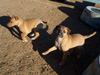 Try / Zap puppies