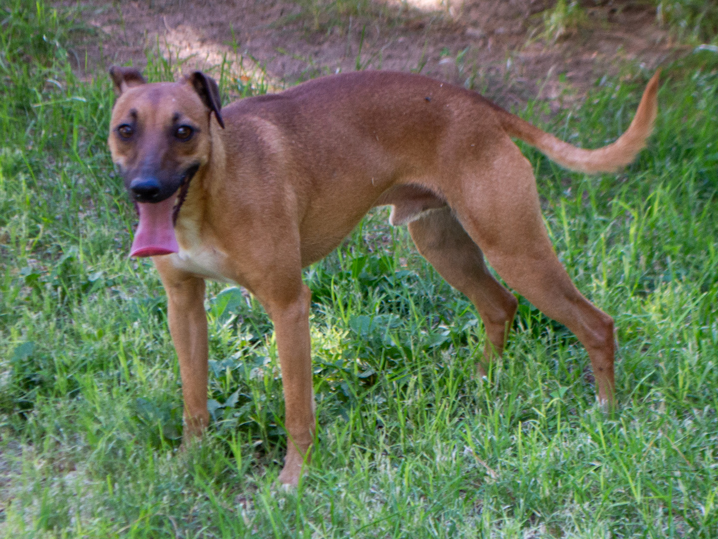 Drover
