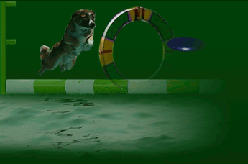 Blue Cedar Sport Dogs
