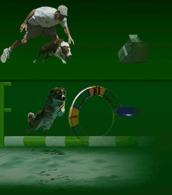 Blue Cedar Sport Dogs