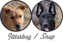 Jitterbug / Titan litter