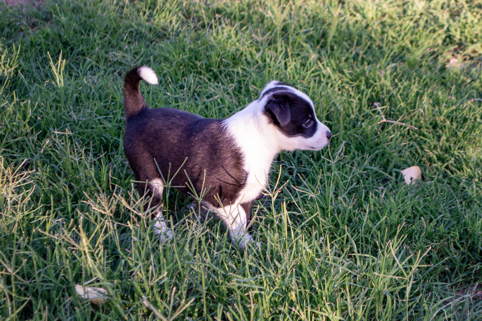 Ginger-Atom pups