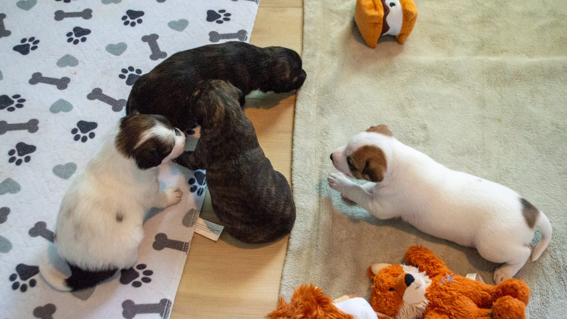 Lollipop-Sprite pups