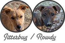 Jitterbug / Rowdy litter
