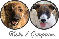 Kishi / Gumption litter