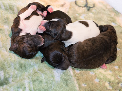 Cutie Checkmate pups